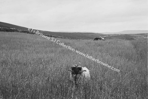 LOUGH TALT  RAM IN FIELD